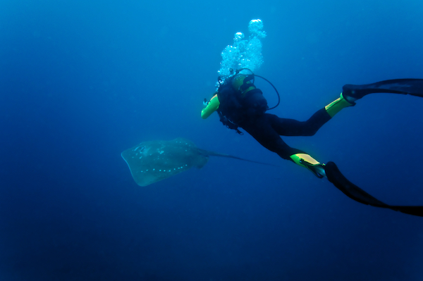 Diver with a ray
