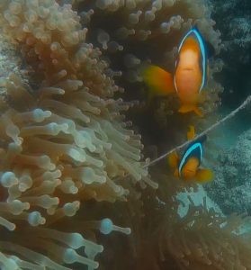 Maldives_Clown1