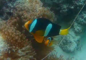Maldives_ClownFish2