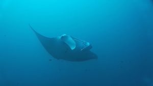 Maldives_Manta2