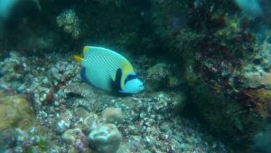 Maldives_comp