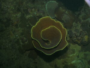 DIGITAL CAMERA