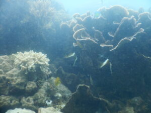 DSCN0020